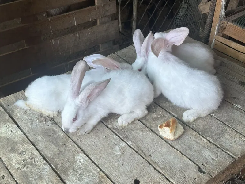 Kaliforniya +hikol quyon bolalari sotiladi 2