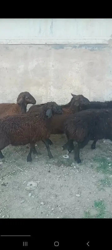 Кучкар 6та соглом