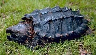 Monster xishnik toshbaqa
