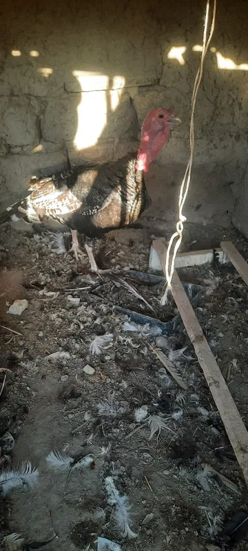Продаются индюки самцы и самки 3