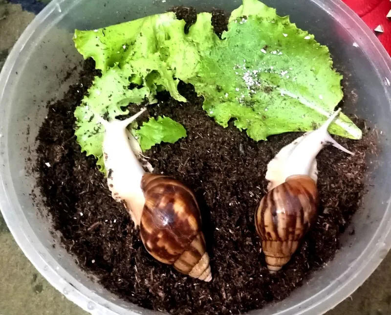 Antiqa shiliqurtlar sotiladi yuz  parvariwi — фото 2