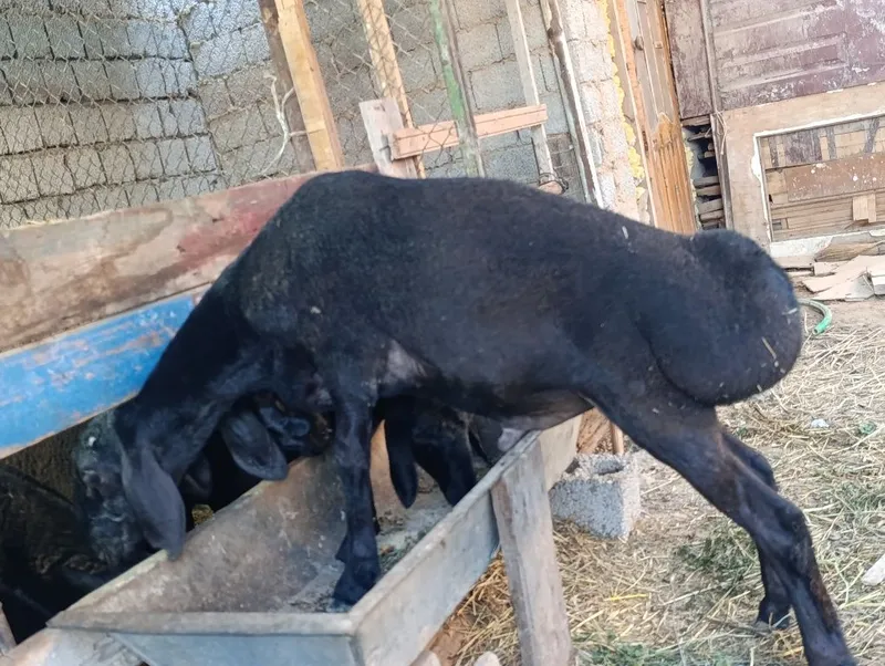 Srochna sotiladi kelishamiz 2