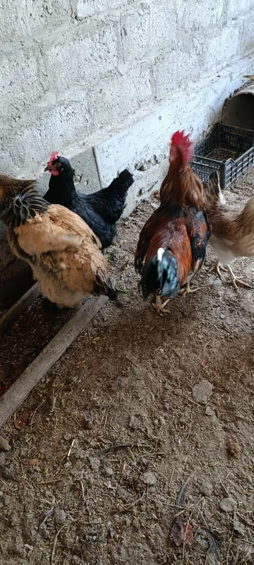 Dakan xoʻrozlar sotiladi 1 Dakan xoʻrozlar sotiladi 1