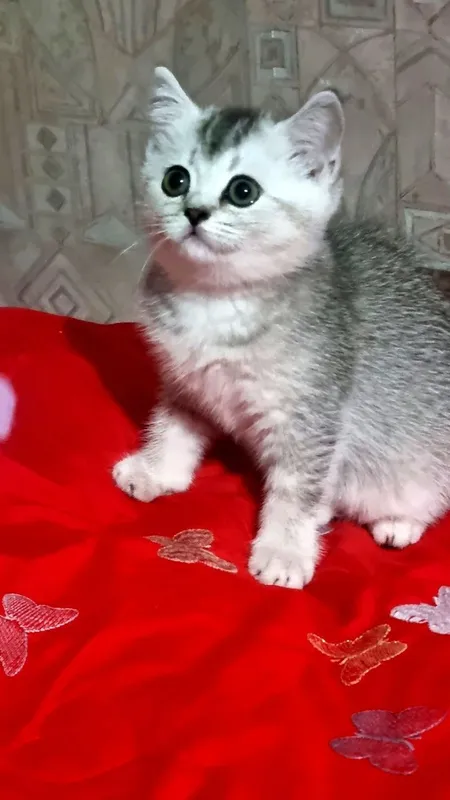 Shinshila mushukcha