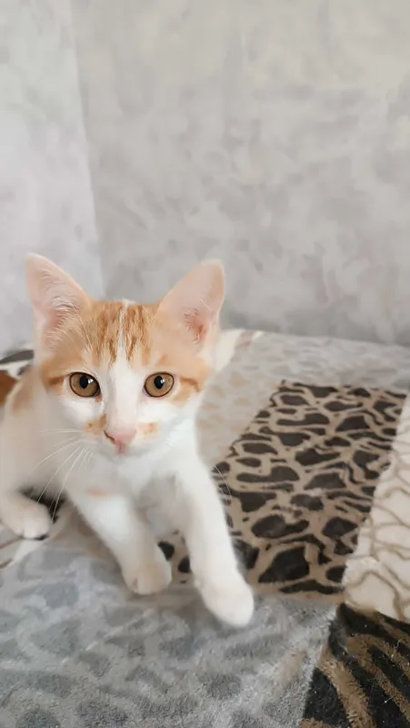 Котята в добрые и заботливые руки 4 Котята в добрые и заботливые руки 4