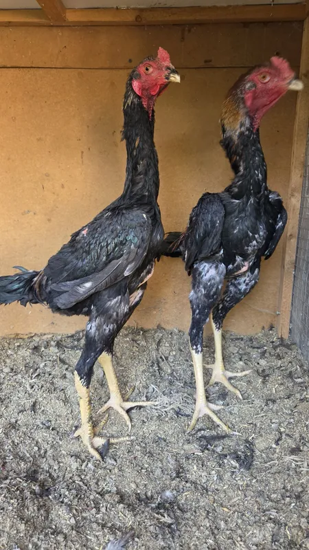 Dakan jojala 5 kg tepasi bo'ladi 1 Dakan jojala 5 kg tepasi bo'ladi 1