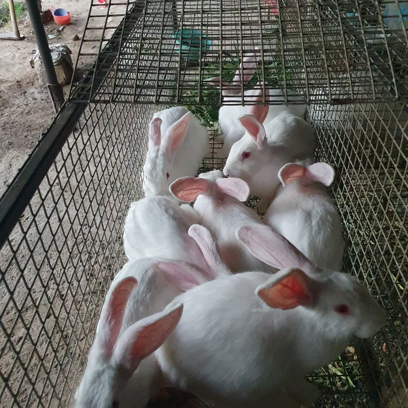 Hikol quyonlar sotiladi bitta oila 3