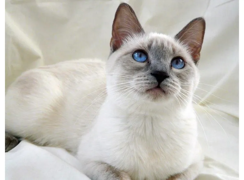 Tayskaya koshka