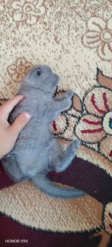 Scottish fold mushuk 2 Scottish fold mushuk 2