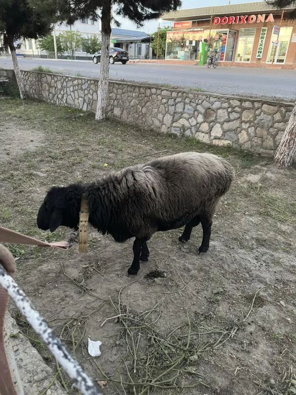 Qo’y sotiladi 75 kg qo’chqor — фото 1
