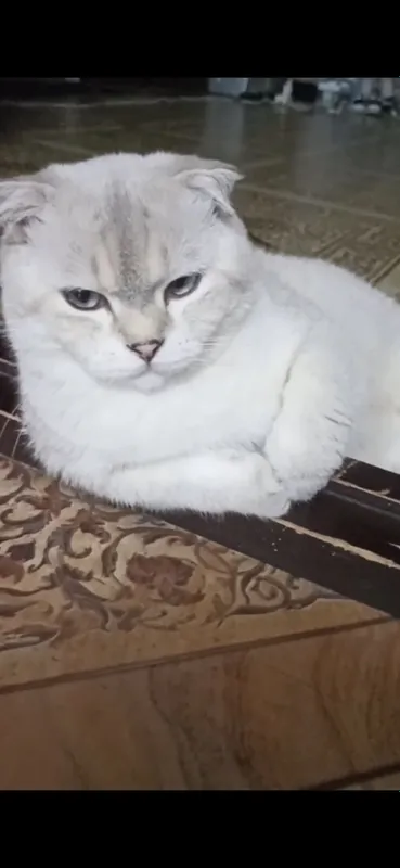 “🐱 Scottish Fold мушук сотилади, жуда мулойим!” 1 “🐱 Scottish Fold мушук сотилади, жуда мулойим!” 1