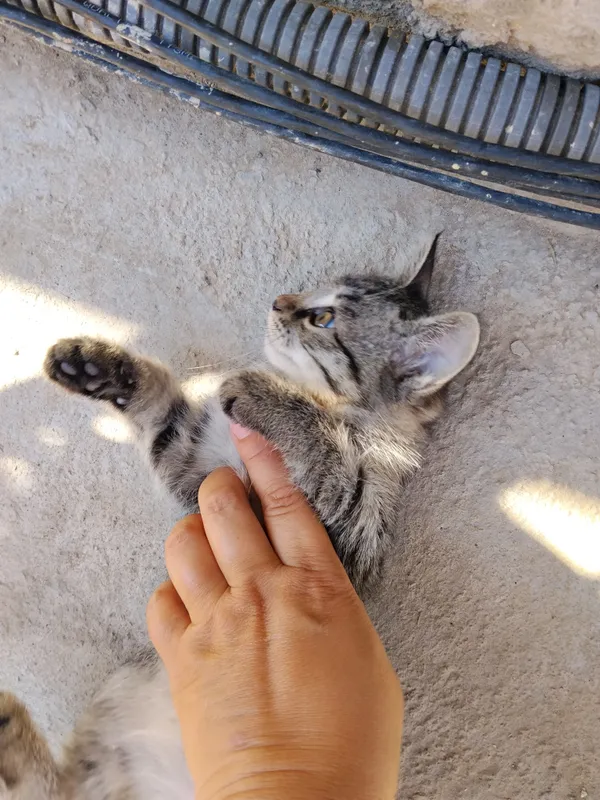 отдам бесплатно котят .Мама котят сиямская кошка 6 отдам бесплатно котят .Мама котят сиямская кошка 6