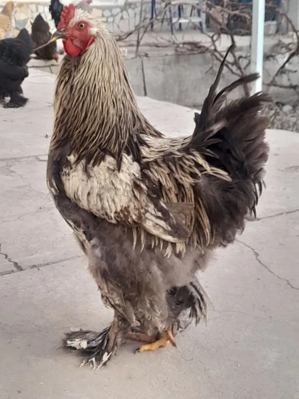 Brama tovuq va xoʻrozlar sotiladi — фото 5