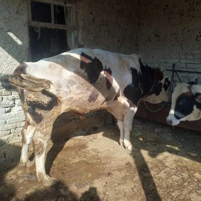 Buqa Sotiladi Buqa — фото 1