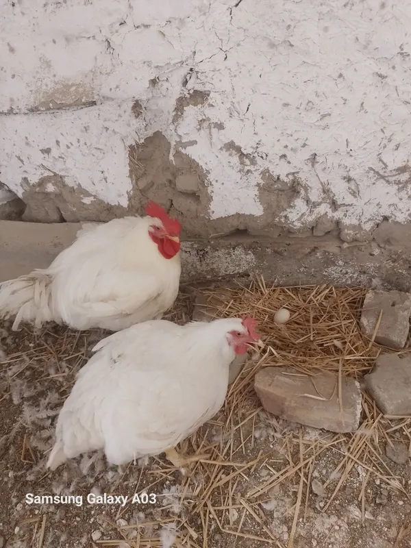 Broler par 130 kunlik Xo'roz 6kg tovug'i 5kg tug'yapti 2 Broler par 130 kunlik Xo'roz 6kg tovug'i 5kg tug'yapti 2