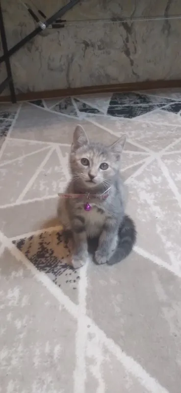 Котёнок 2 месяца — фото 1