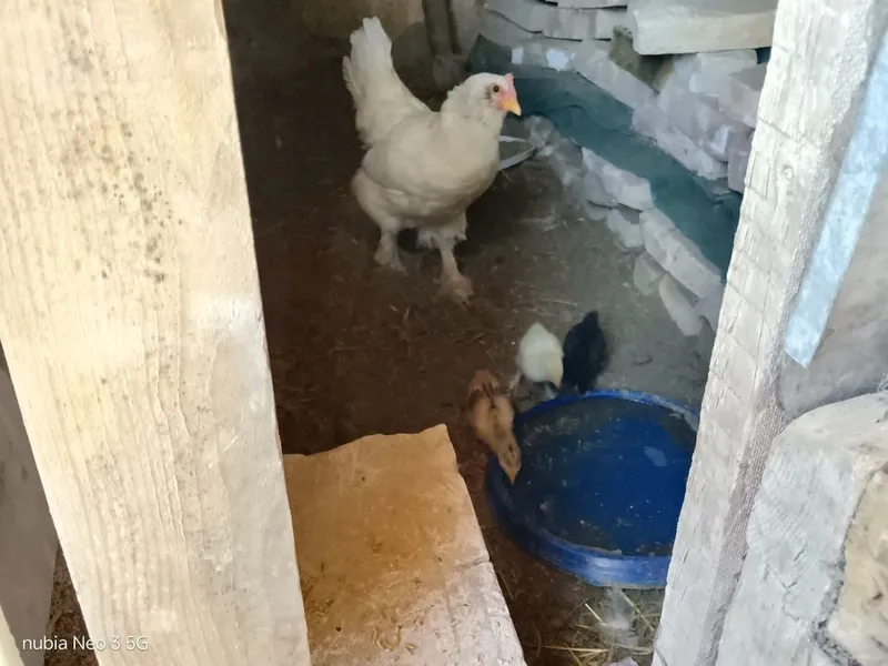 Tovuq, jo'jalari bilan 2 Tovuq, jo'jalari bilan 2