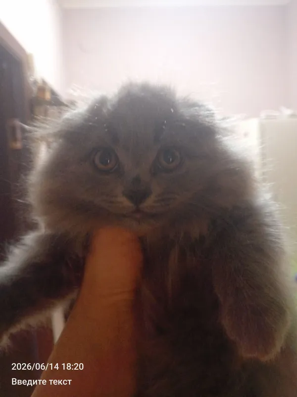 Умный котенок ждёт хозяина