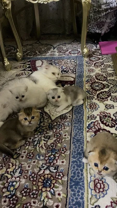 Кошка Британская шиншилла тоза кон