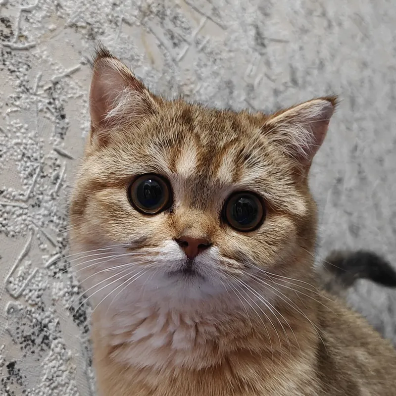Золотая шиншилла — фото 1