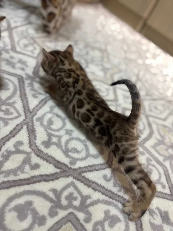 Продаются бенгальские котята — фото 1