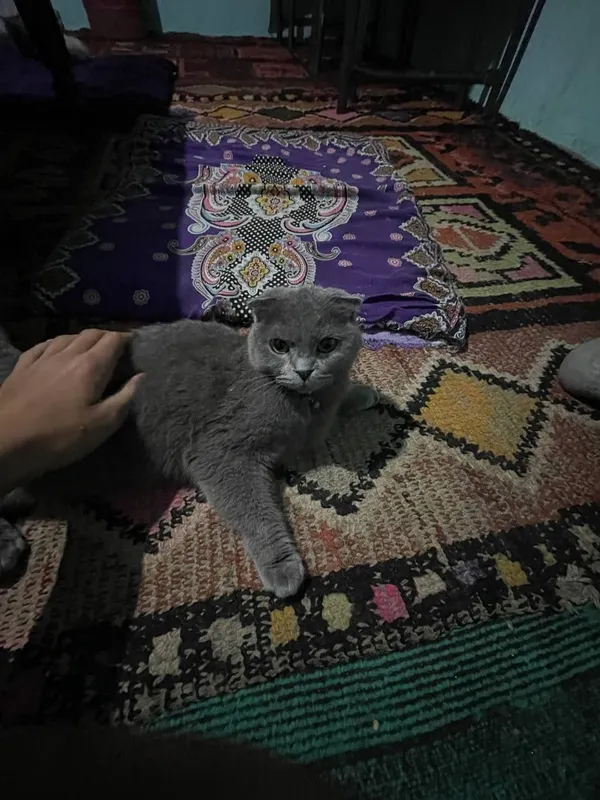 Продам котят британка — фото 2