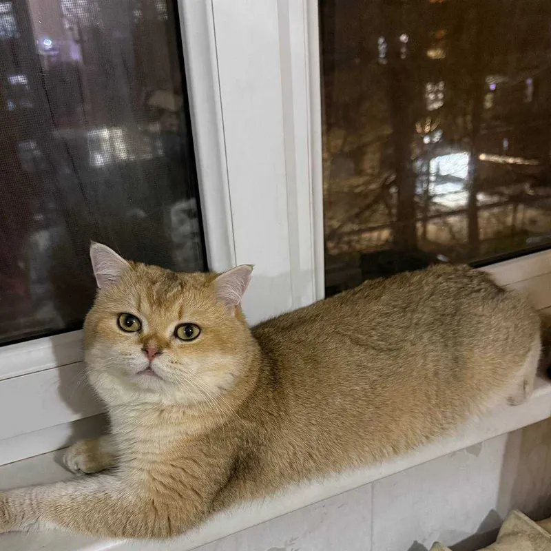 котята золотые шиншиллы — фото 6