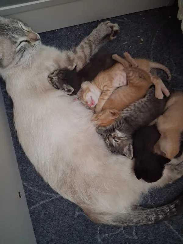 котята котята