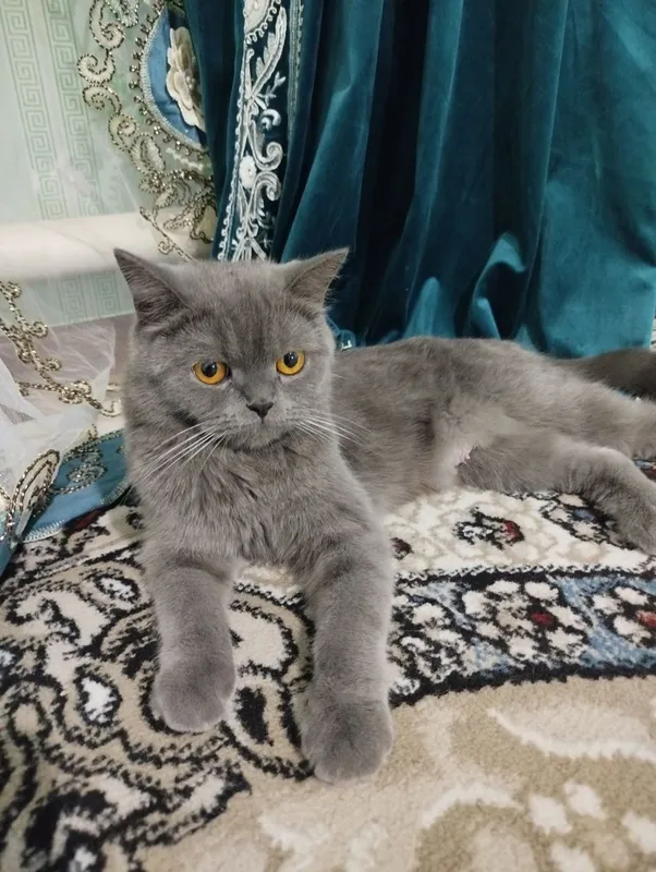 Шотландский Скоттиш Страйт
