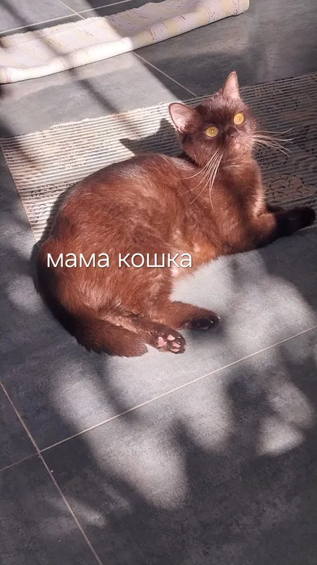 котята пародистые — фото 5