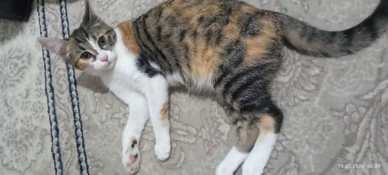 Mushukcha 2