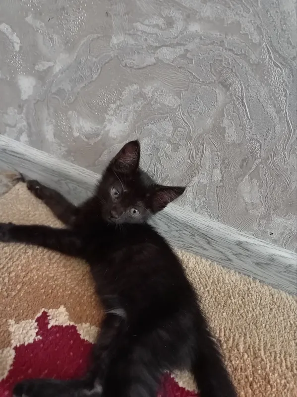 Отдам котёнка в хорошие руки Отдам котёнка в хорошие руки