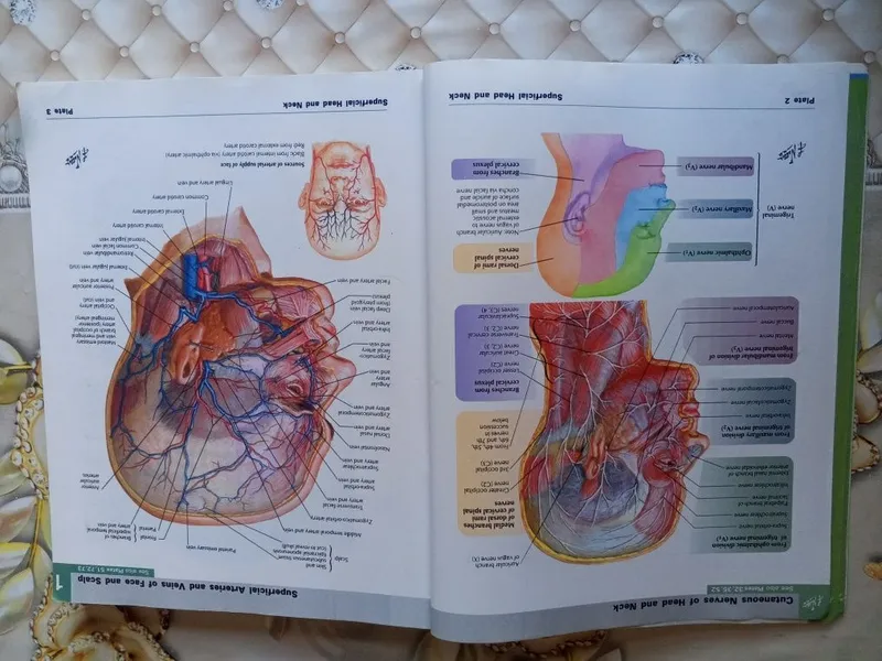 ОРИГИНАЛ! Atlas of human Anatomy Netter — фото 3