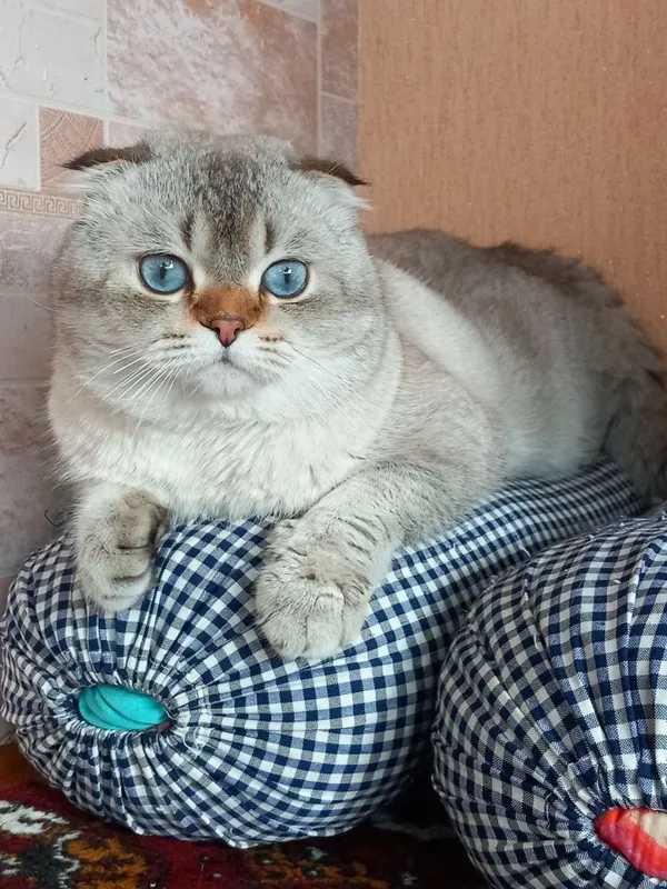 Ищем кошку для вязка 1 Ищем кошку для вязка 1