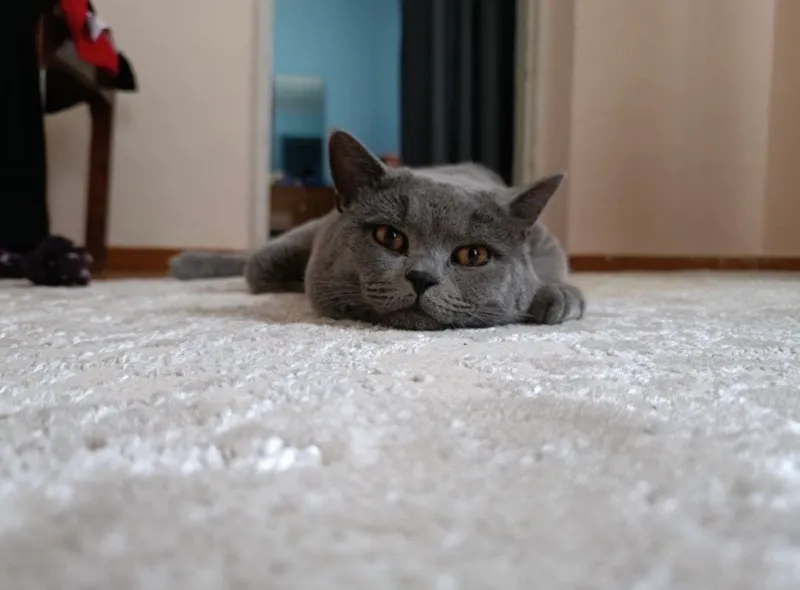 Открыта бронь на котят! — фото 1