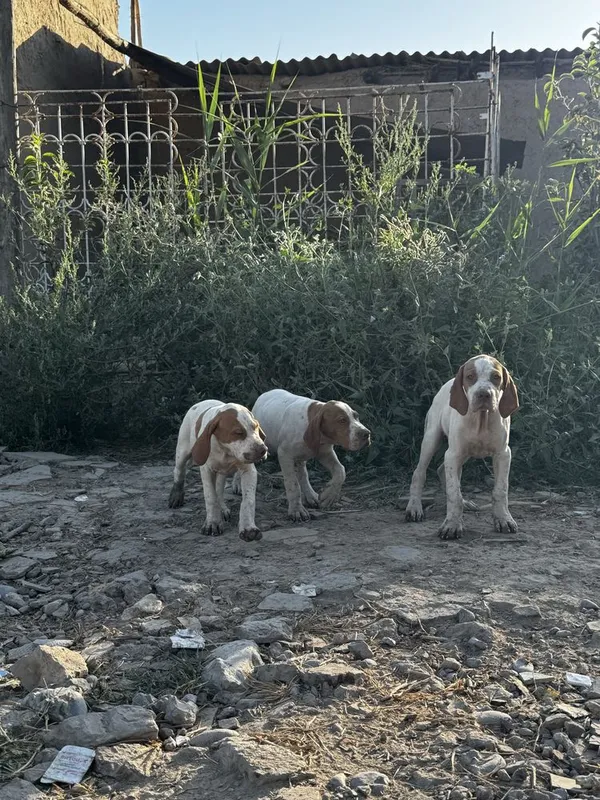 Английский Пойнтер собаки 3 Английский Пойнтер собаки 3