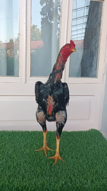 Dakan xoroz sotiladi 4