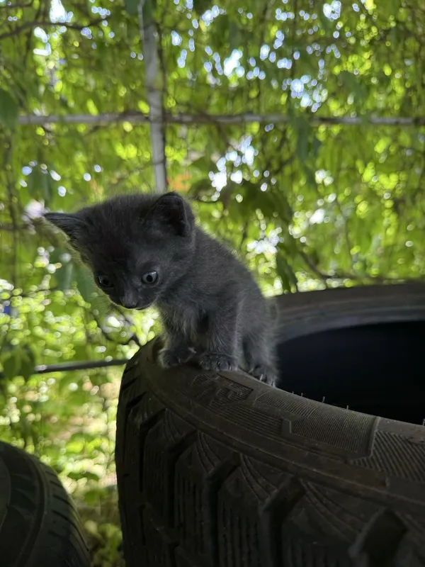 Котенок чистый домашний — фото 1