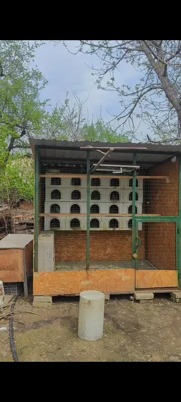 Kabutar zona valer