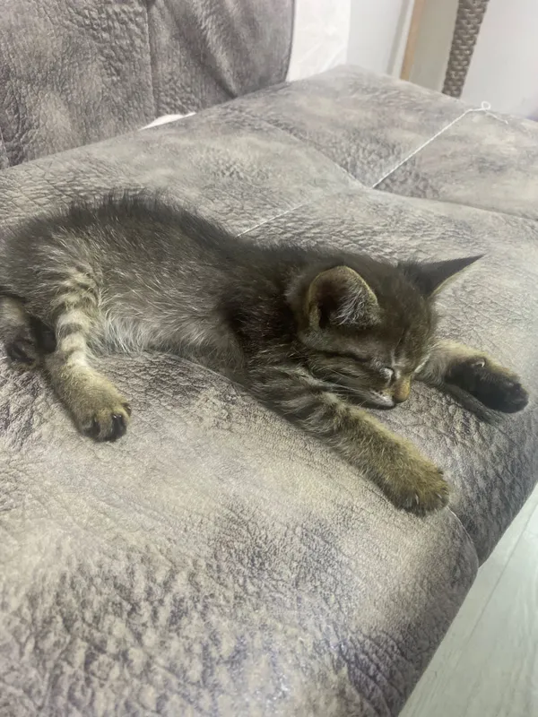 Отдам котенка в хорошие руки