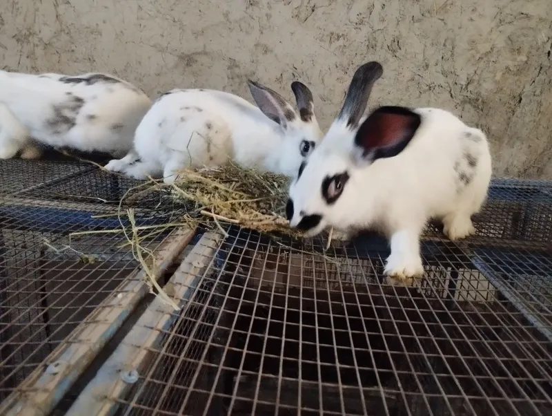 Хонаки куёнлар сотилади 4