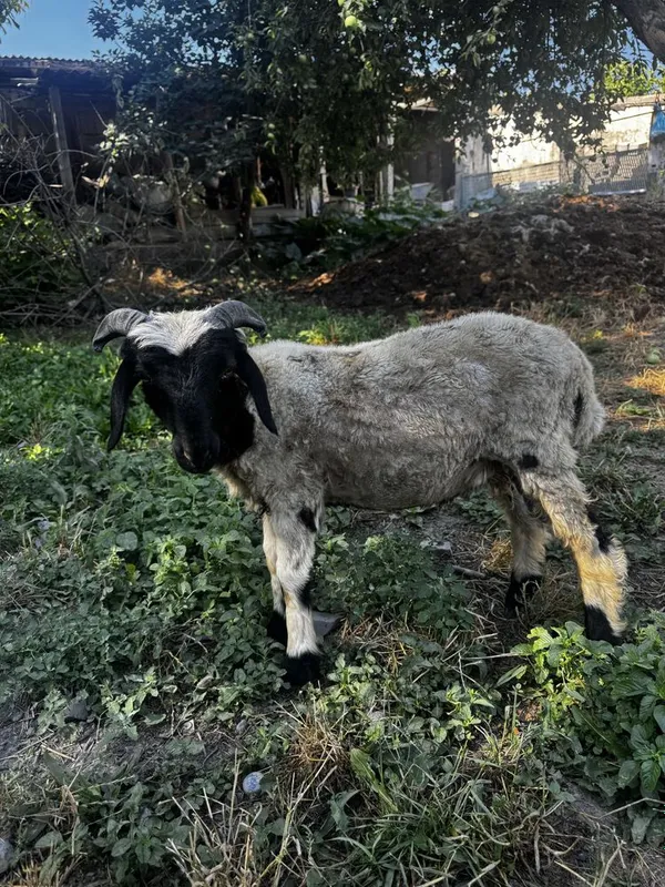 Quchqor sotiladi 1