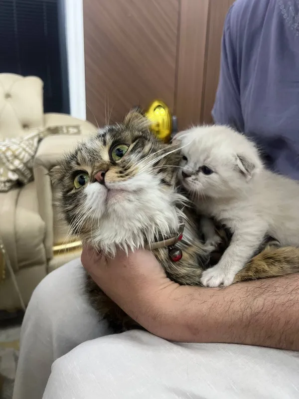 Продаются котята Scottish Fold и Straight 6