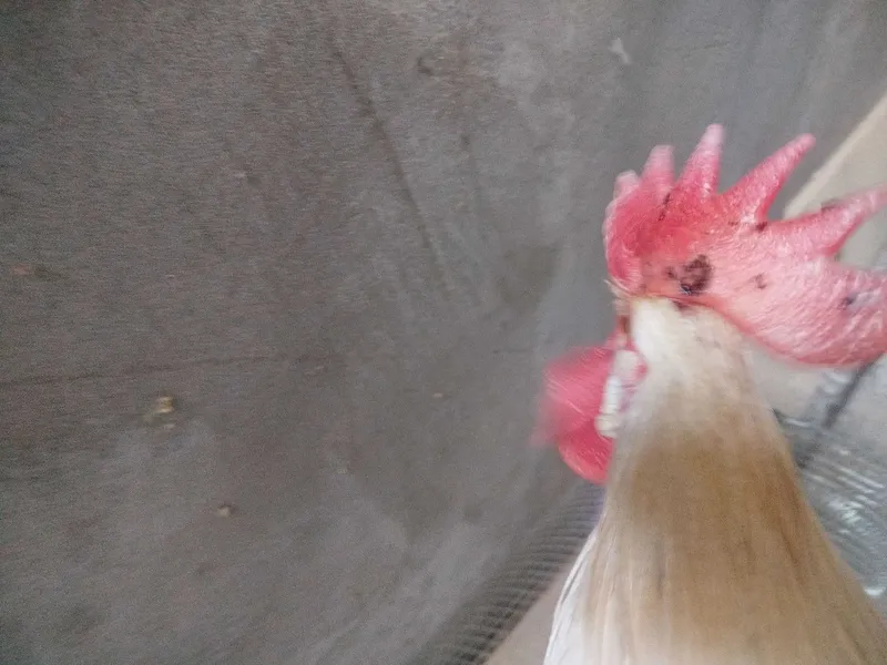xo'roz 4 oylik zoti Leghorn qichqirishi yeb ichishi zo'r 3 xo'roz 4 oylik zoti Leghorn qichqirishi yeb ichishi zo'r 3