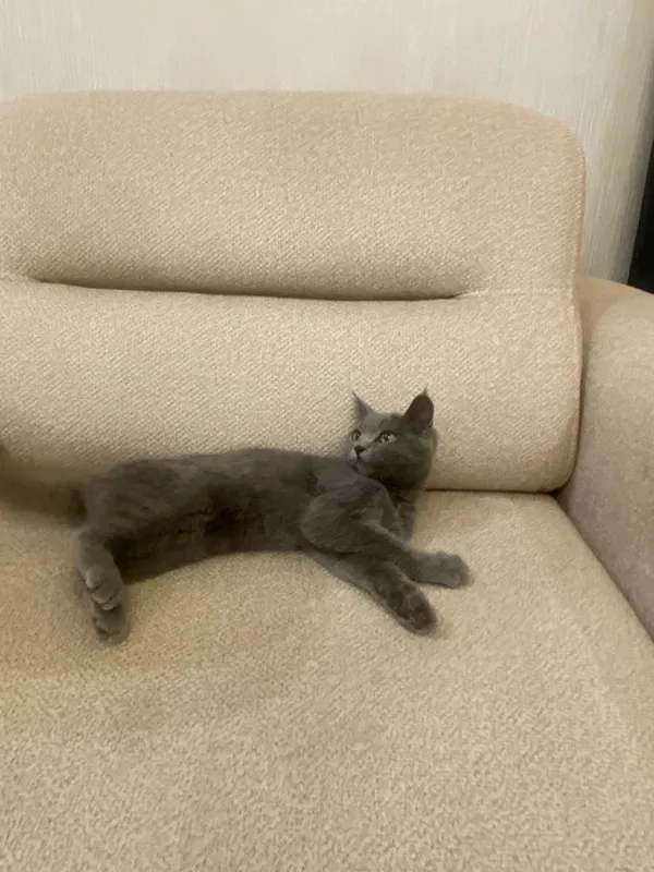 MUSHUK SOTILADI Кошка продеатся — фото 1