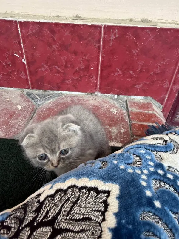 Скотиш фолд мушукчалар сотилади 2 Скотиш фолд мушукчалар сотилади 2