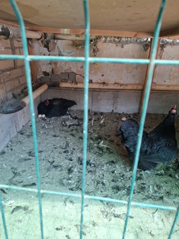 Продаёться яйца — фото 1