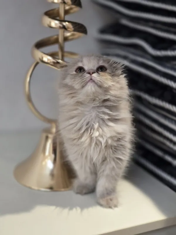 Продаётся очаровательная кошечка Scottish Fold Highland. 3-месячная. — фото 3