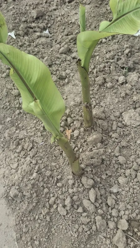 Banan koʻchat sotiladi