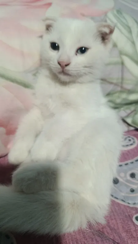 Отдам котят бесплатно 3